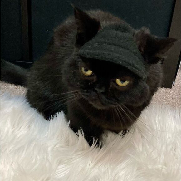 Cat Dog Sphynx Clothes Made with Love lot of 7 shirts 3 hats - Picture 5 of 16